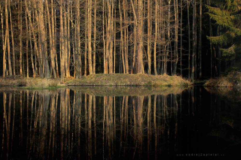 Forest Pond (On the photo:  (Nature photography) příroda, ráno, voda, les)