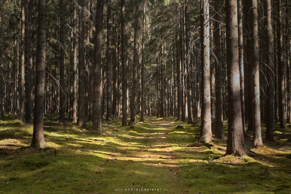 Forest Path (On the photo:  (Nature photography) les, cesta, stromy, léto, příroda)
