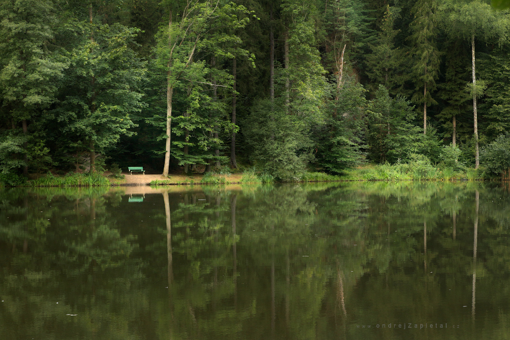 Sitting by a Pond (On the photo:  (Nature photography) voda, les, stromy)