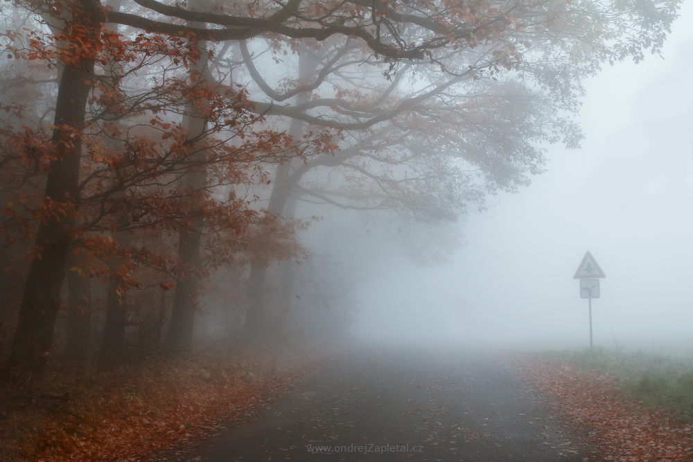 Crossing in a Mist (On the photo:  mlha, podzim, cesta, stromy)