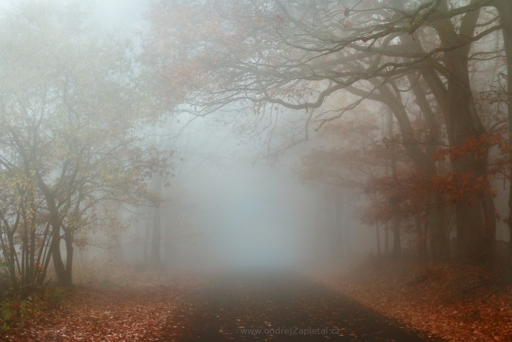 Into the Mist (On the photo:  mlha, podzim, cesta, stromy)
