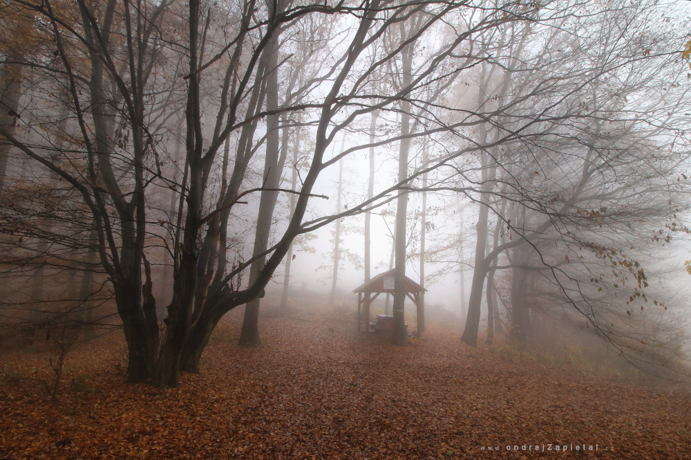 Sanctuary in Fog (On the photo:  (Nature photography) mlha, les, podzim)