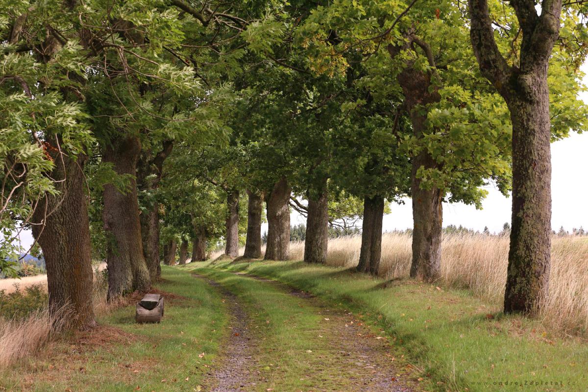 Road to the old rail station (On the photo:  cesta, stromy, pole, léto)