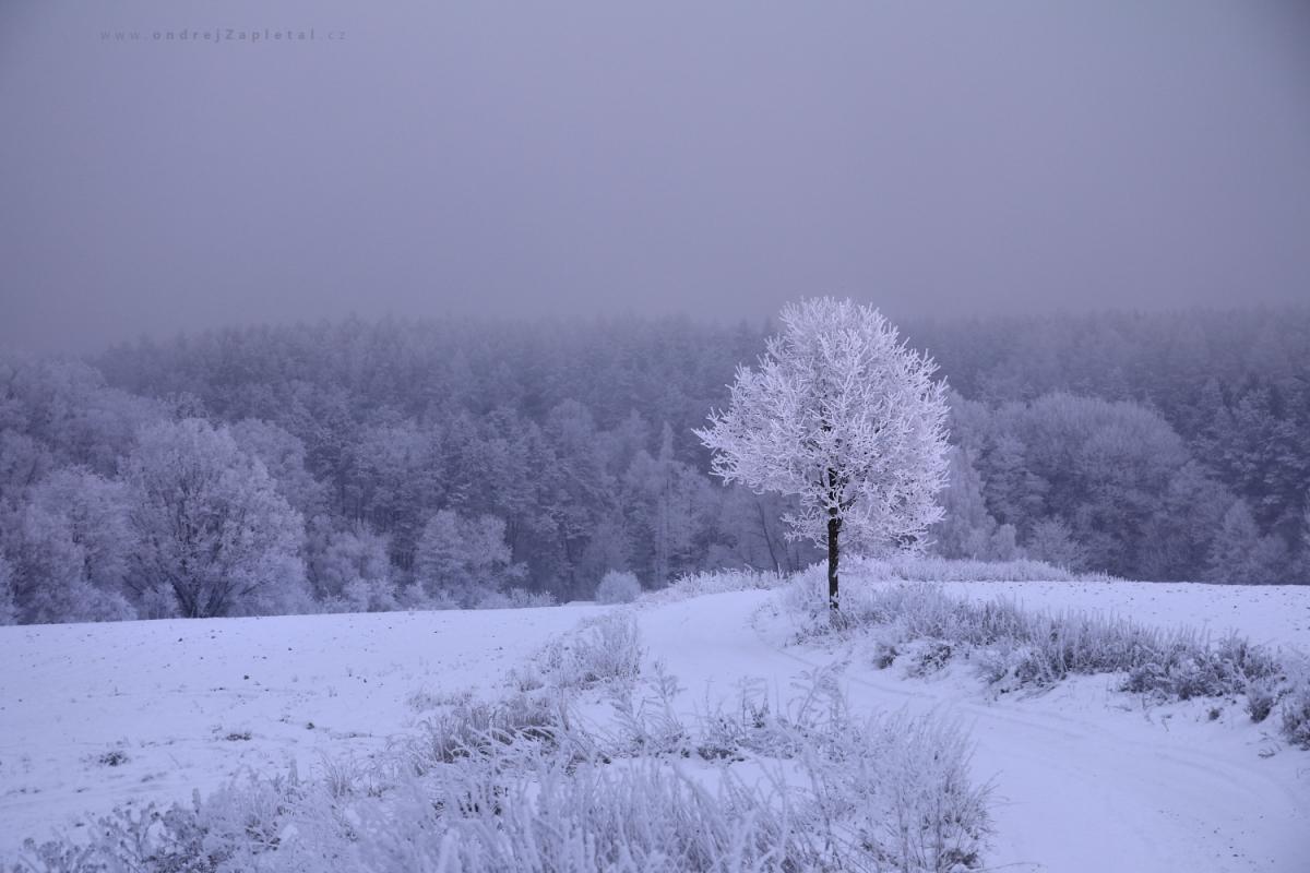 Frozen tree (On the photo: stromy)