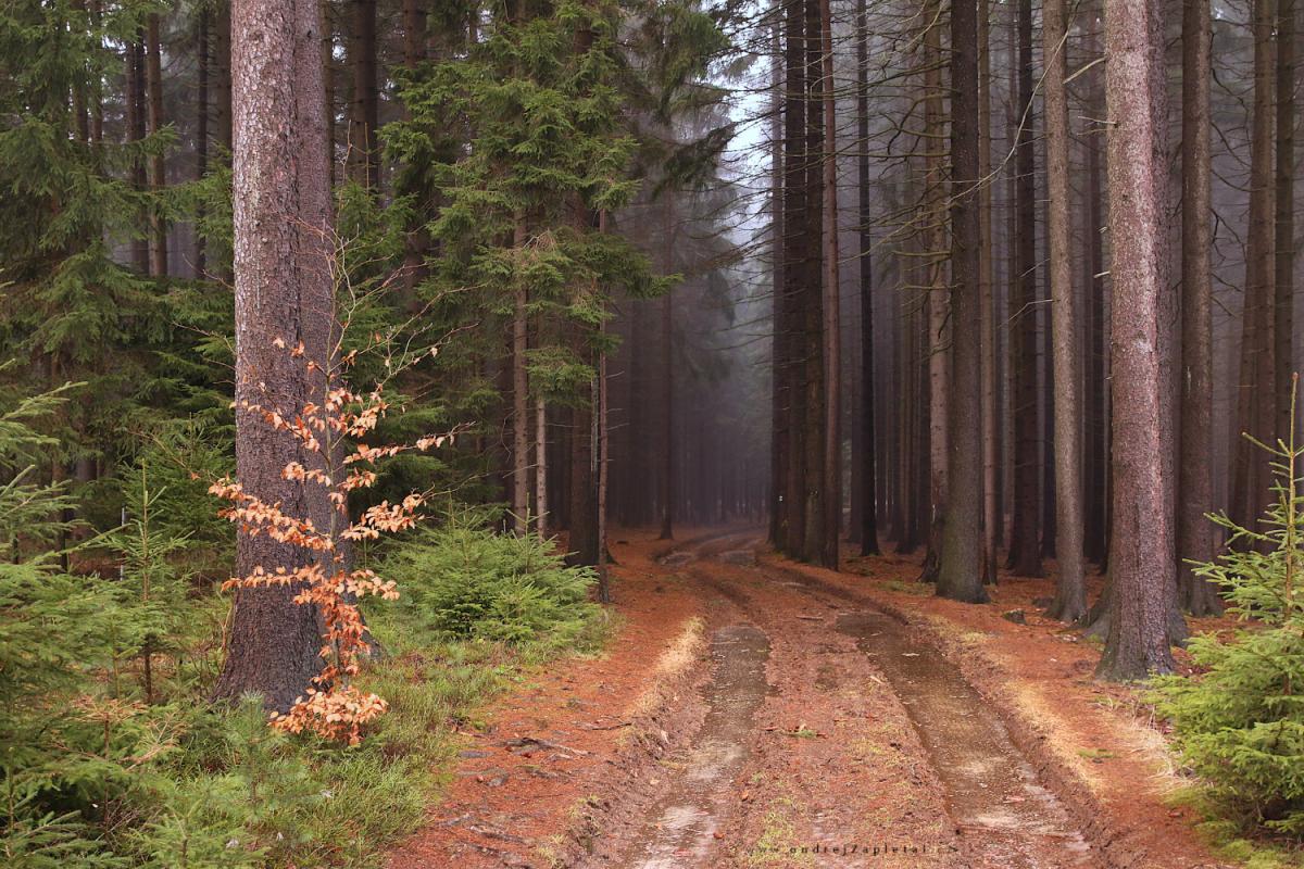 Into the deep forest (On the photo:  (Nature photography) les, příroda, cesta, stromy, podzim)