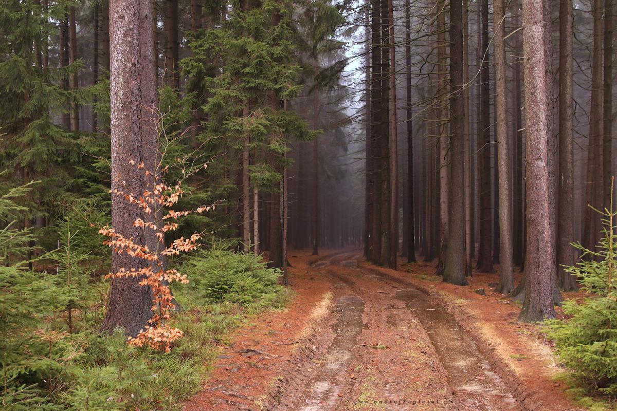 Into the deep forest (On the photo: les, příroda, cesta, stromy, podzim)