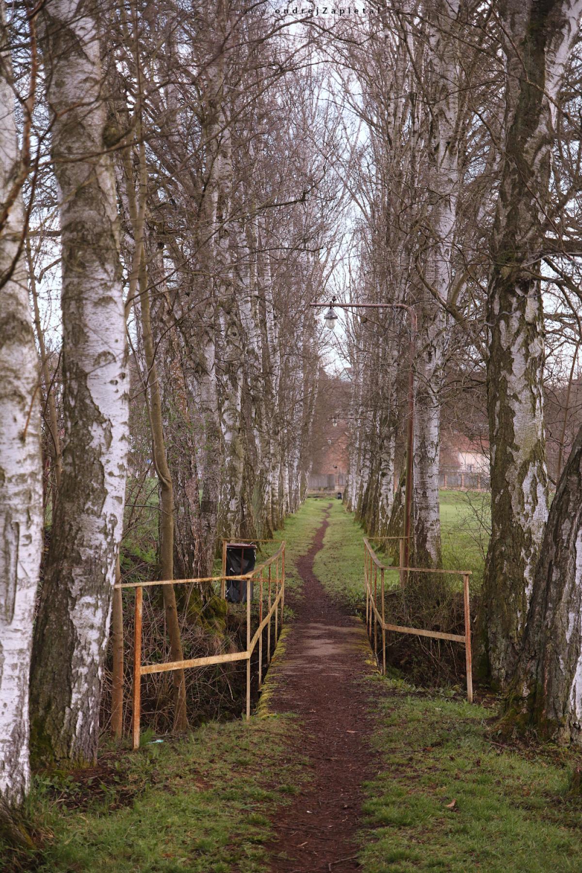 Birch path (On the photo:  stromy, cesta, venkov, elektřina)
