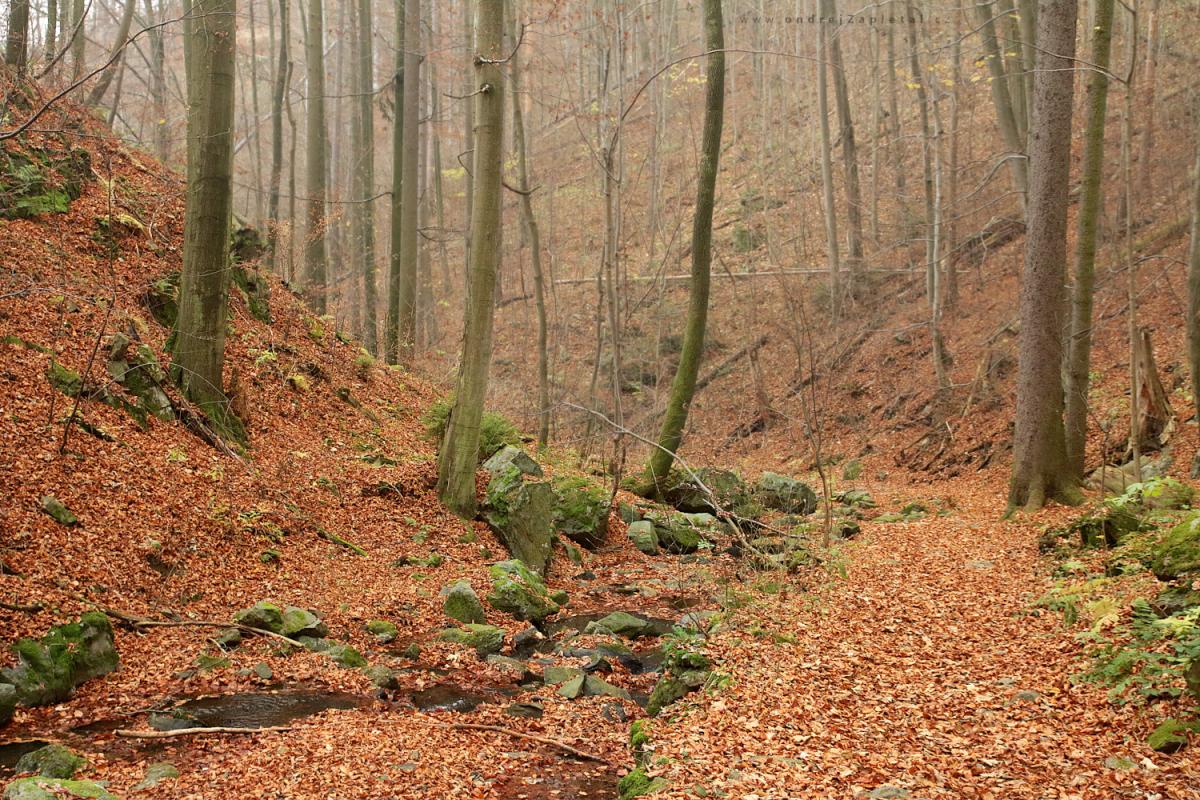 Lovětín Gorge (On the photo:  (Nature photography) stromy, podzim, skála, příroda, les)