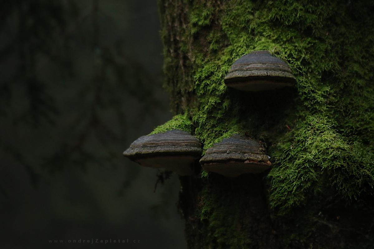 Fungus on a tree (On the photo:  (Nature photography) stromy, mech, houby, příroda)