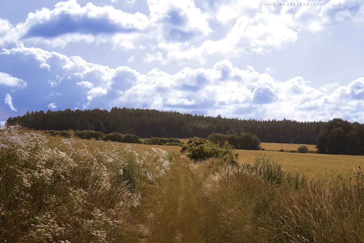 In fields (On the photo:  obloha, léto, pole)
