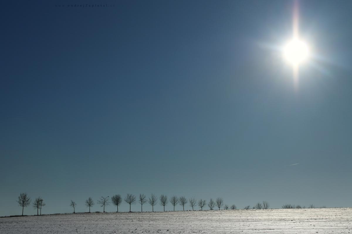 Frozen Treeline (On the photo: stromy, zima, sníh, obloha, pole, slunce)