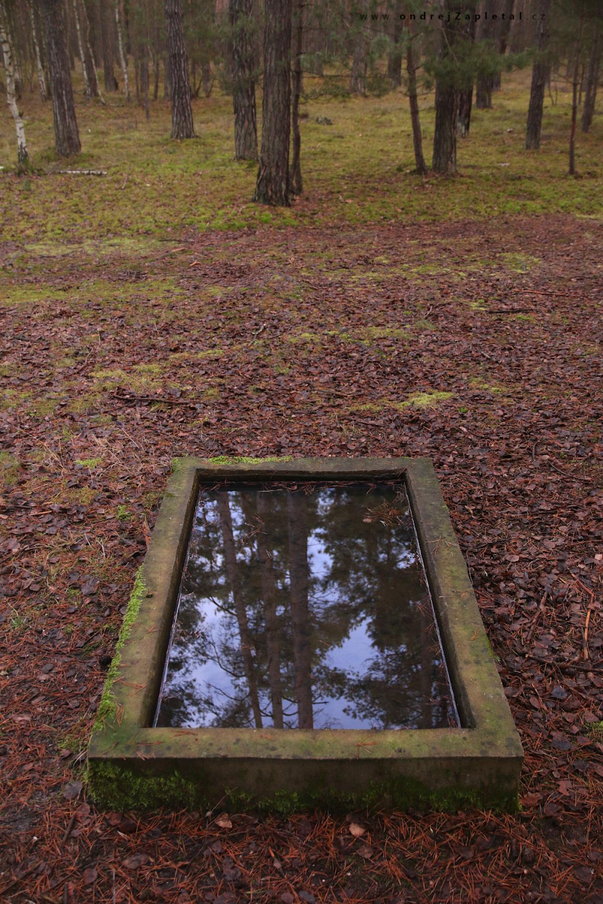 Forest Window (On the photo:  (Nature photography) voda, les, podzim)