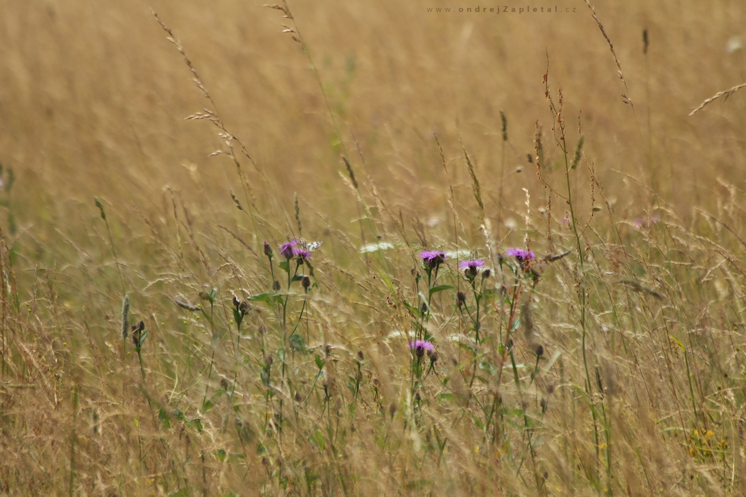 Flowers on a Meadow (On the photo:  (Nature photography) květiny, louka, příroda)