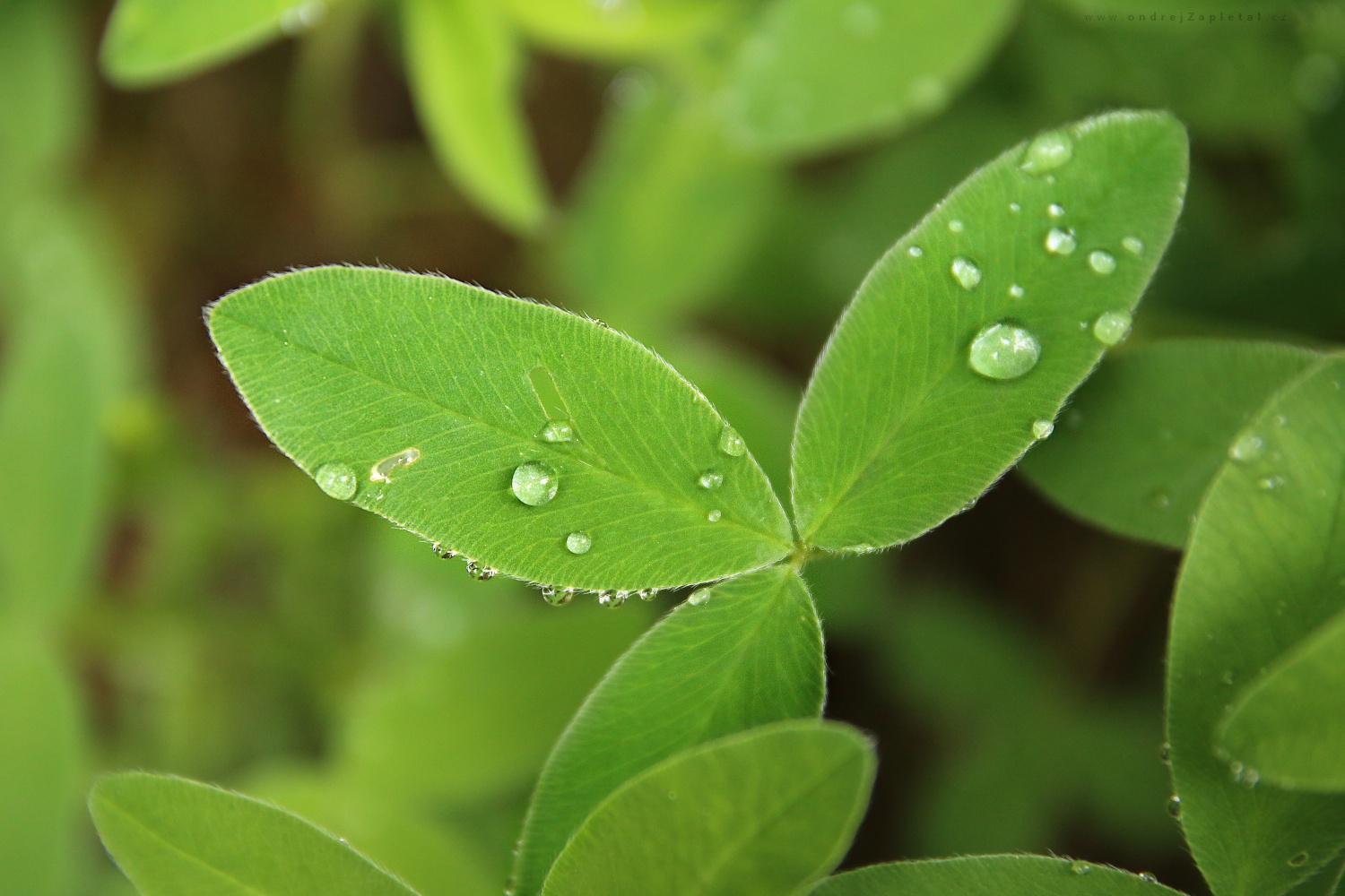 Water Drops on Leaves (On the photo:  (Nature photography) příroda, makro, ráno)