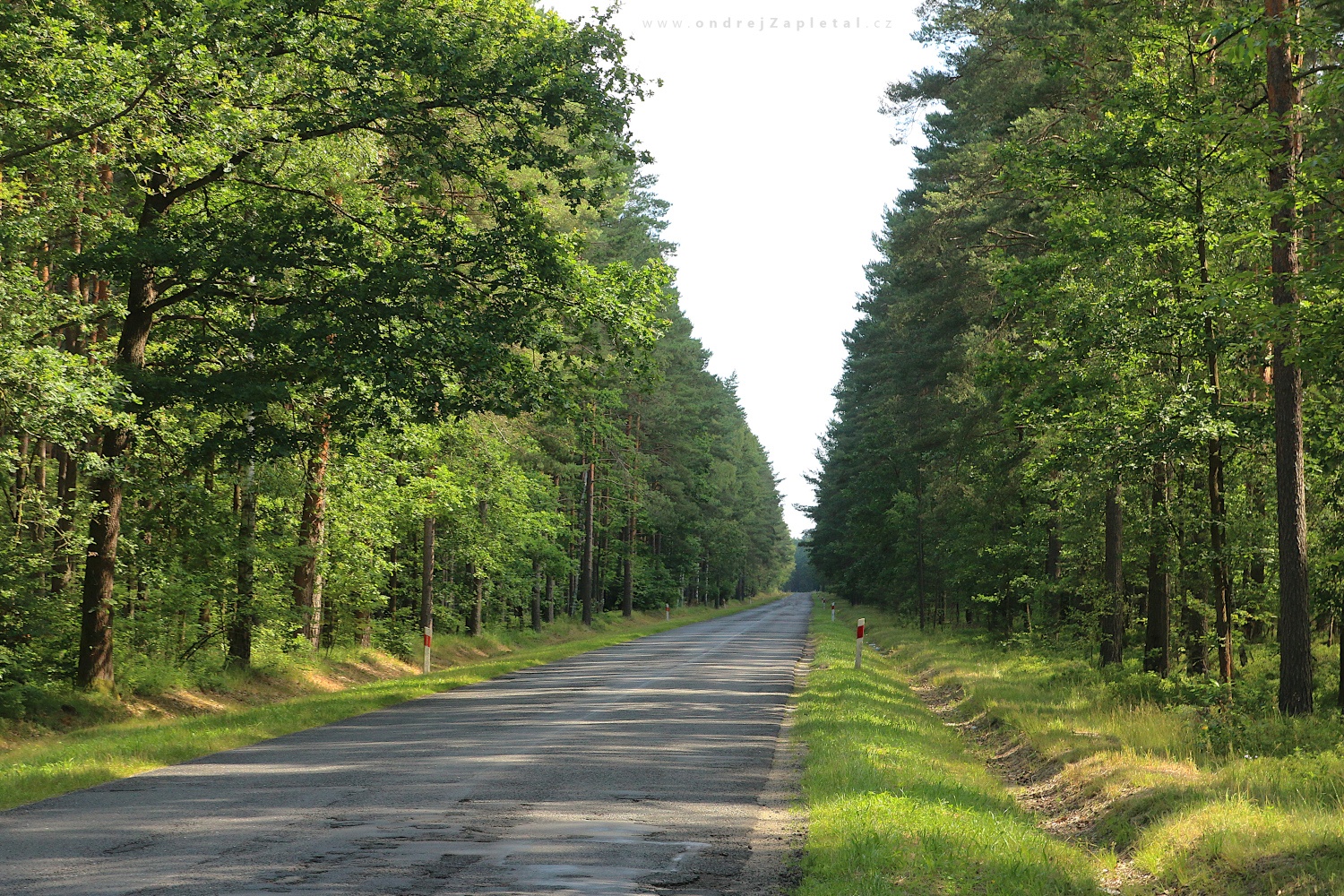 Road through Forest (On the photo:  (Rural photography) cesta, les, stromy, léto)