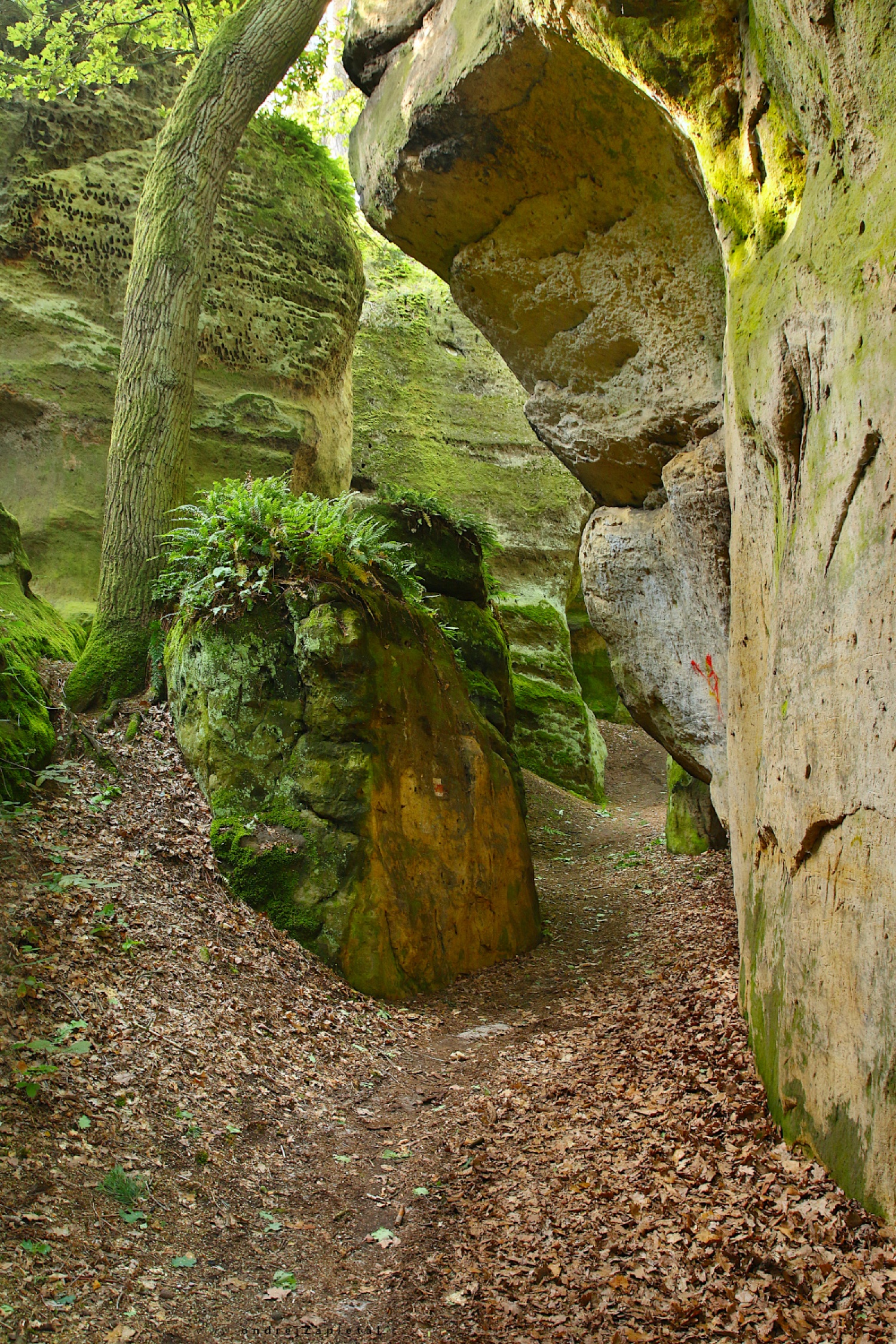 Narrow Passage through a Rock (On the photo:  (Nature photography) skála, mech, cesta, příroda)