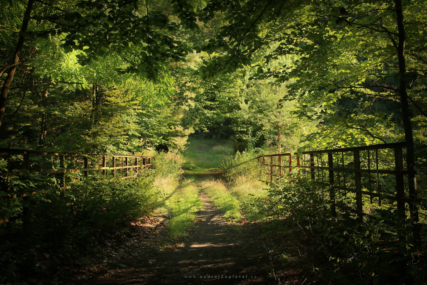 Tree Tunnel on a Bridge (On the photo:  (Rural photography) stromy, most, les)
