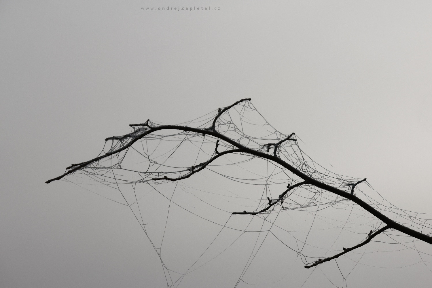 Spider Web on a Branch (On the photo:  (Nature photography) stromy, podzim)