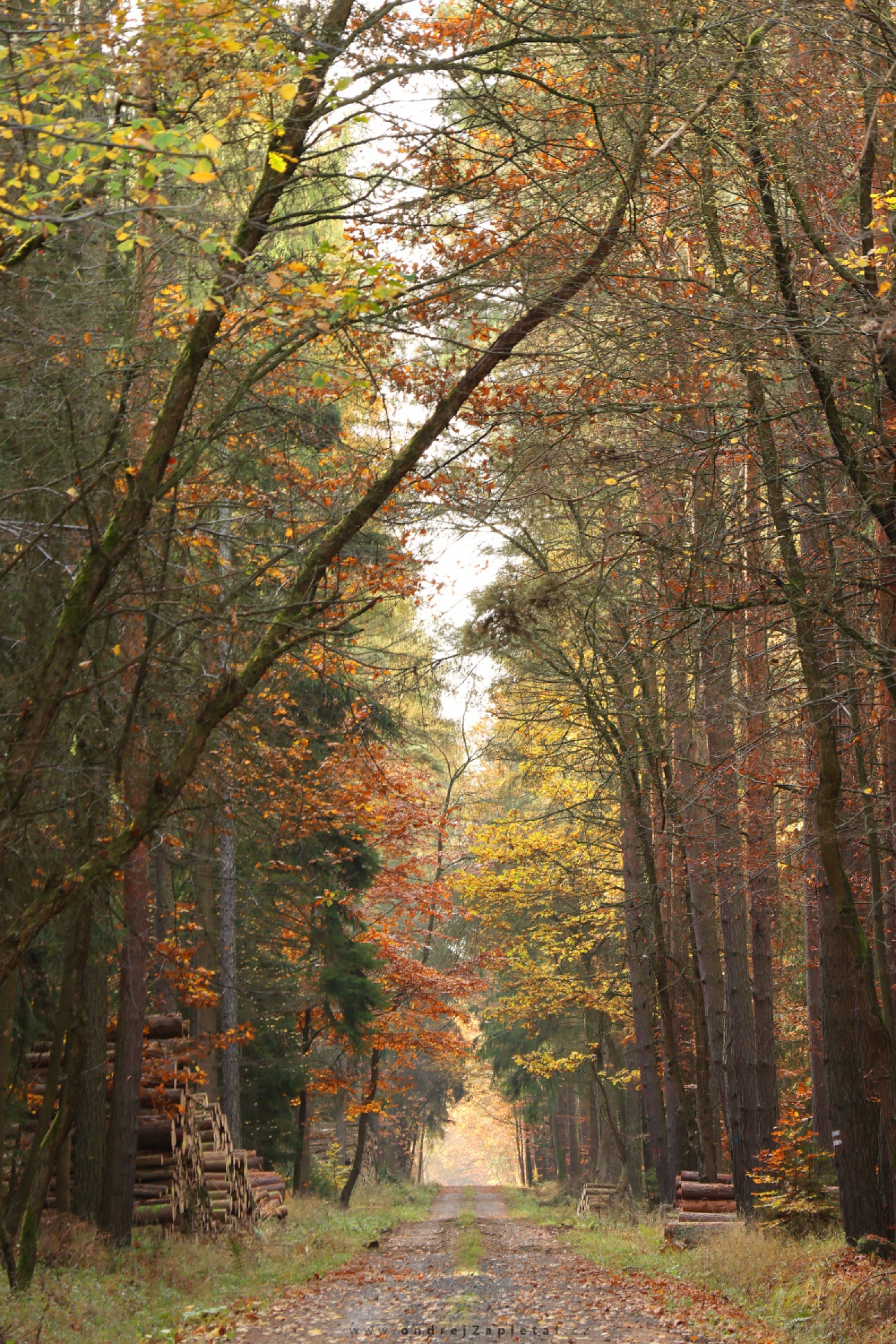 (On the photo:  (Nature photography) podzim, cesta, stromy, les)