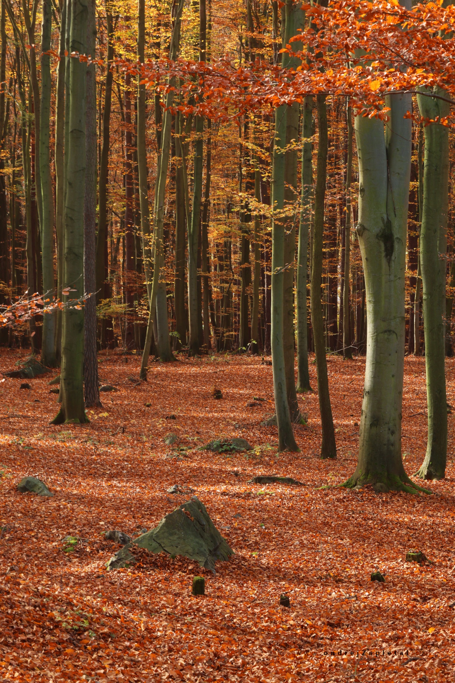 Orange Forest (On the photo:  (Nature photography) stromy, les, podzim)