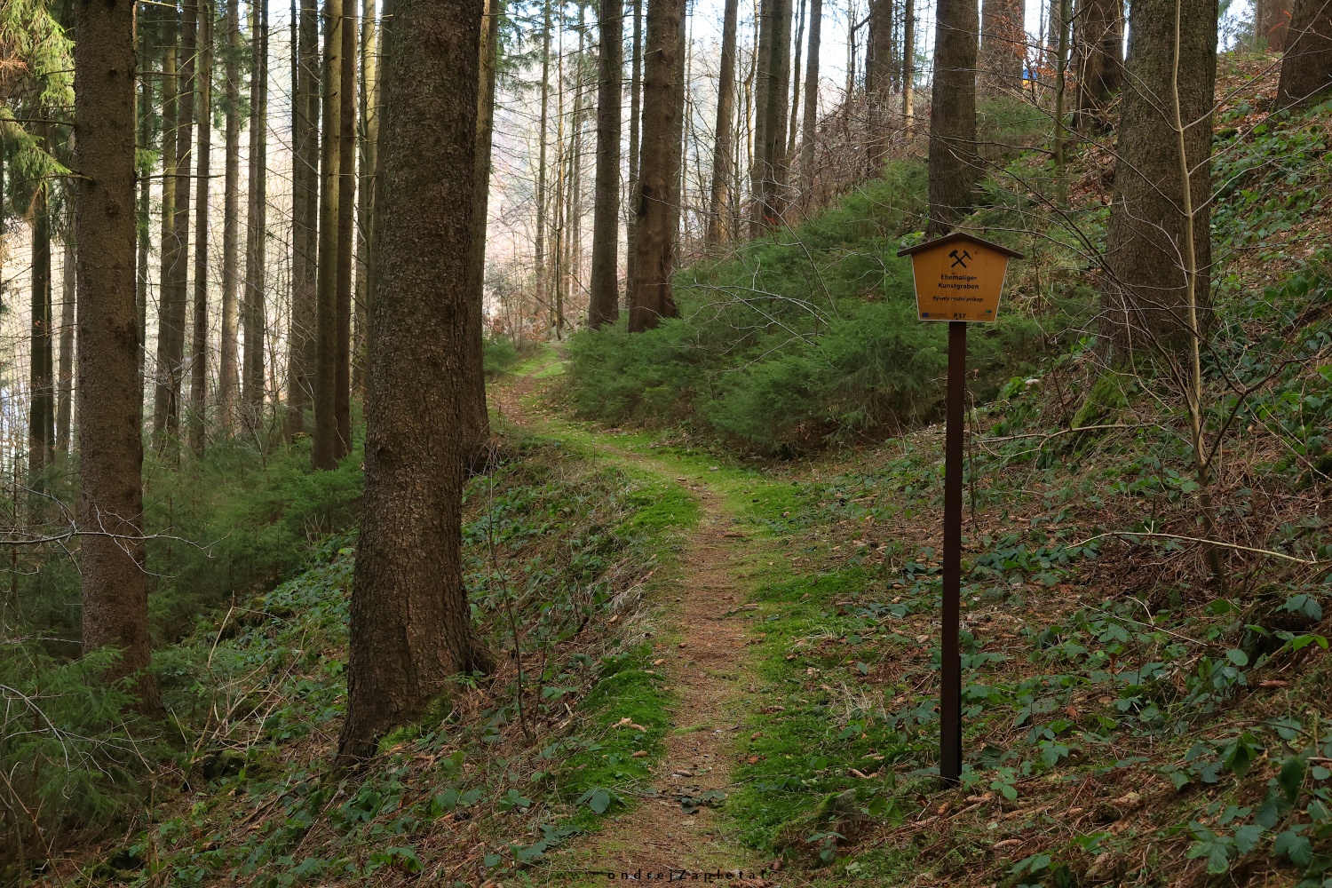 Old Wassergraben (On the photo:  (Nature photography) cesta, les, stromy)