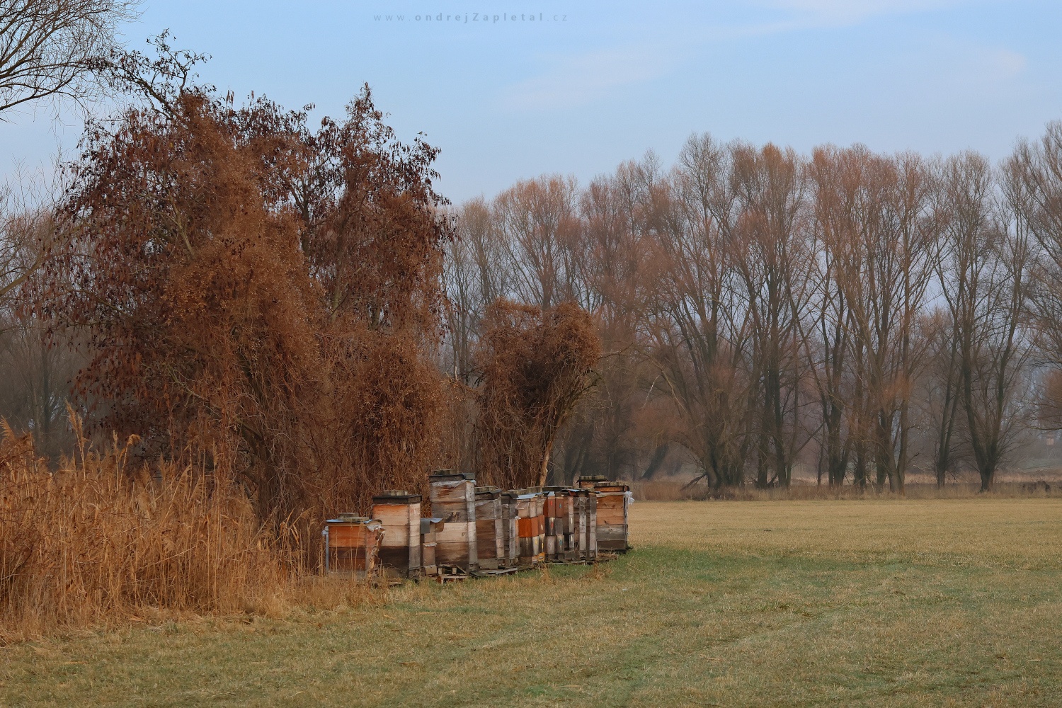 Beehives under Trees (On the photo:  (Rural photography) stromy, venkov, pole, jaro)
