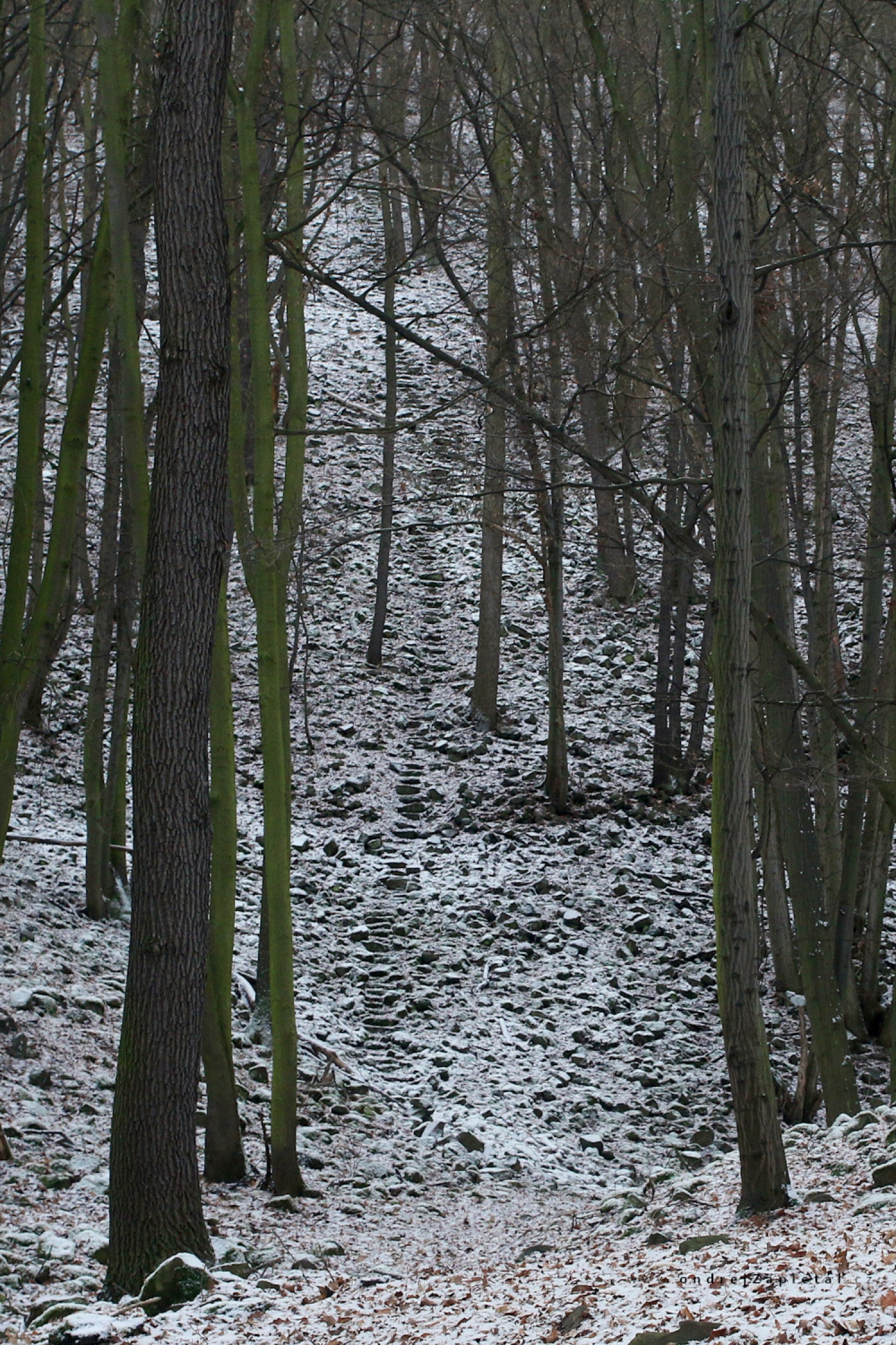 Stairs in the Woods (On the photo:  (Rural photography) cesta)