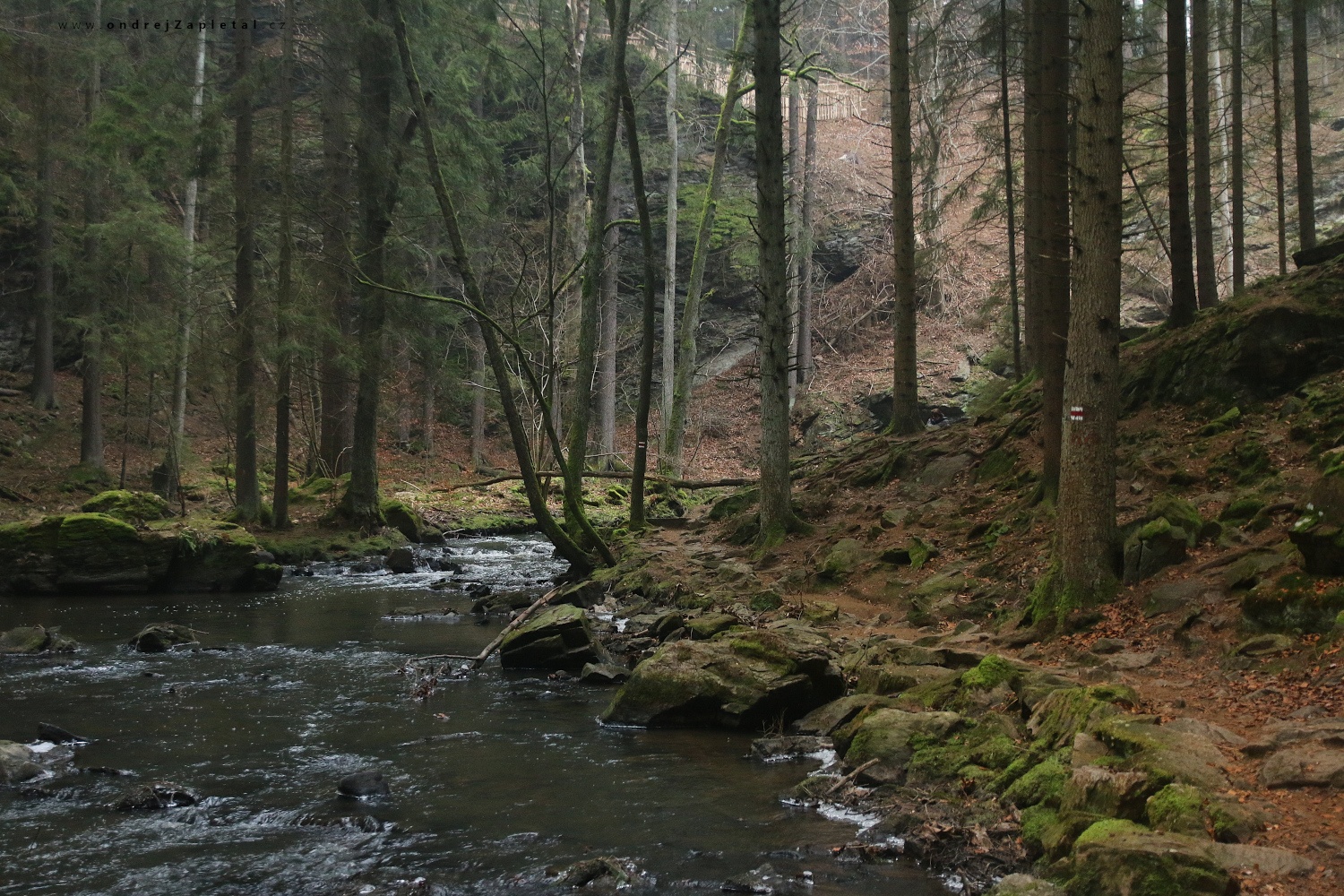 River through the Valley (On the photo:  (Nature photography) řeka, stromy, mech, les, příroda, zima)