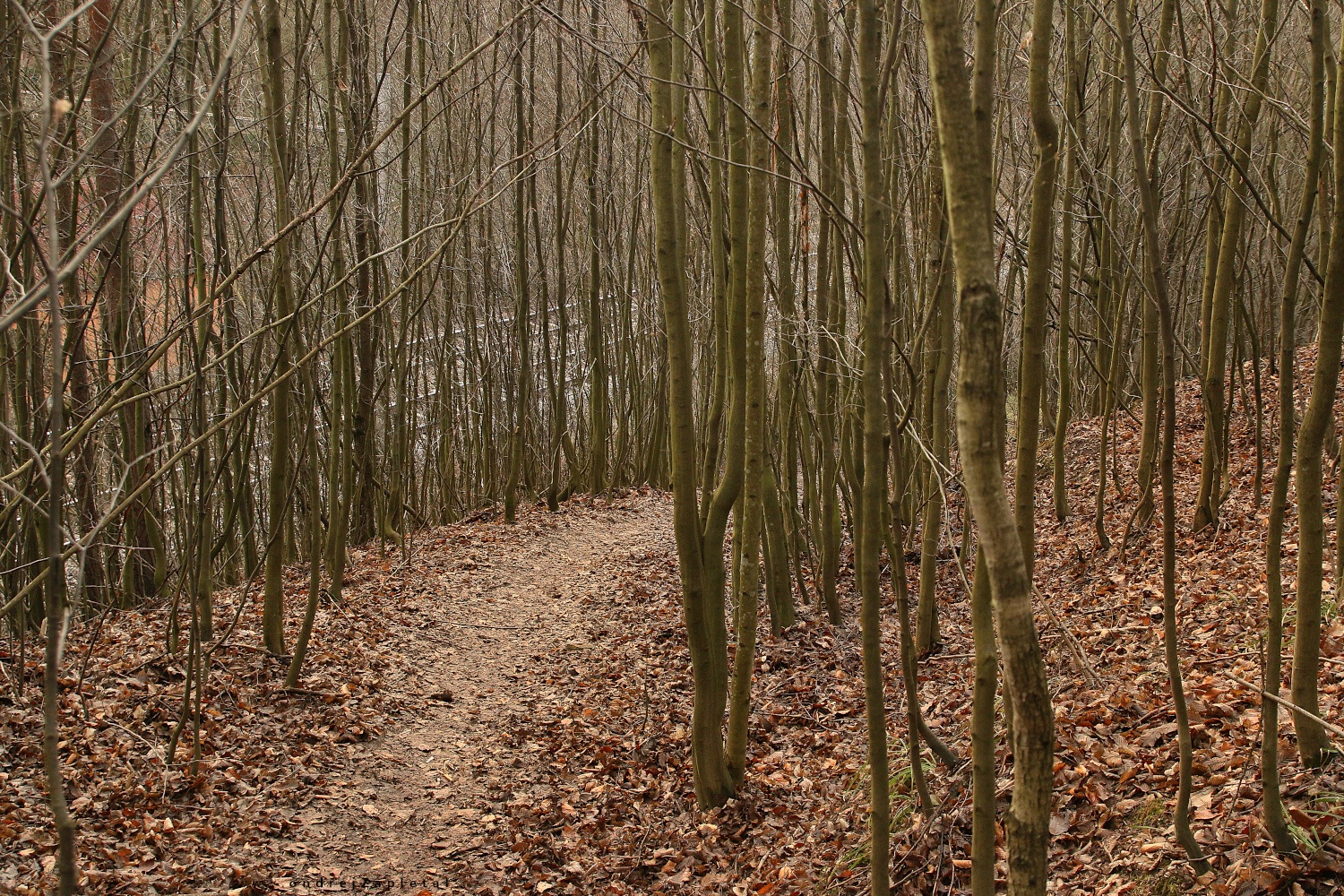 Path through a Young Forest (On the photo:  (Rural photography) les, cesta, vlak, venkov, zima)