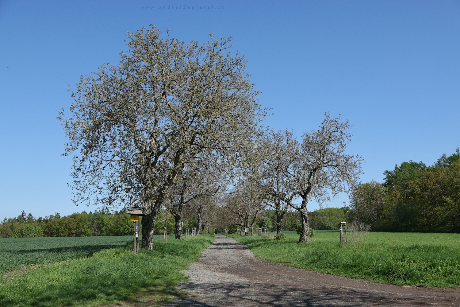 Wallnut Path in Spring (On the photo:  (Rural photography) jaro, stromy, cesta)