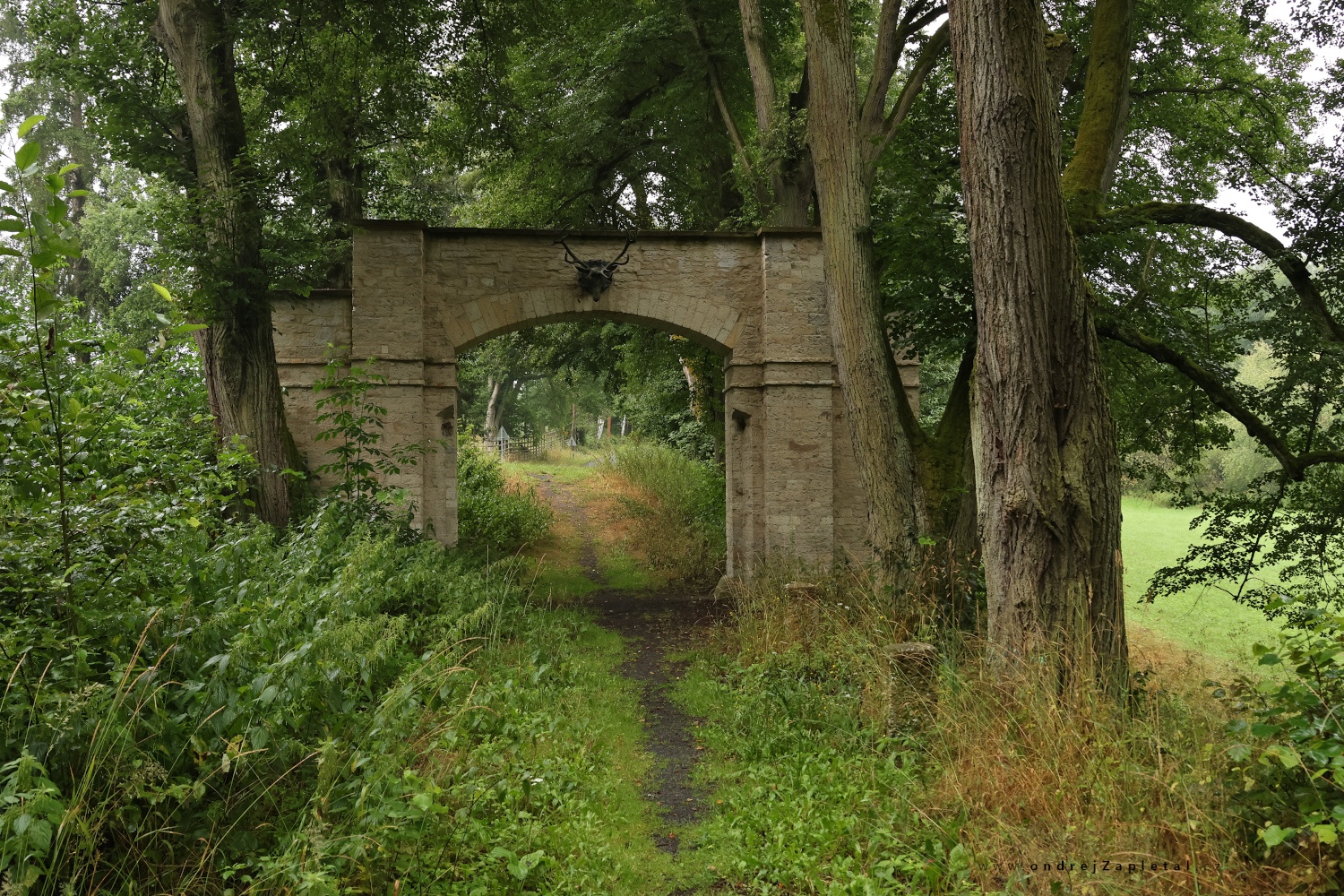 Gate in the Woods (On the photo:  (Rural photography) cesta, stromy, les)