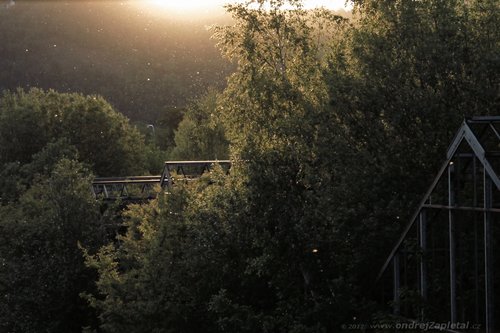 Love of trees photography