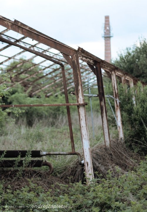 Trees in Flower Houses photography