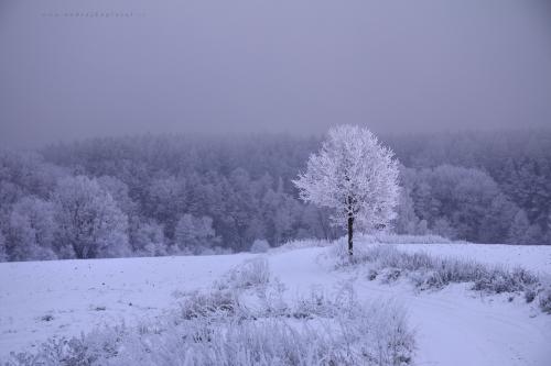 Frozen tree photography