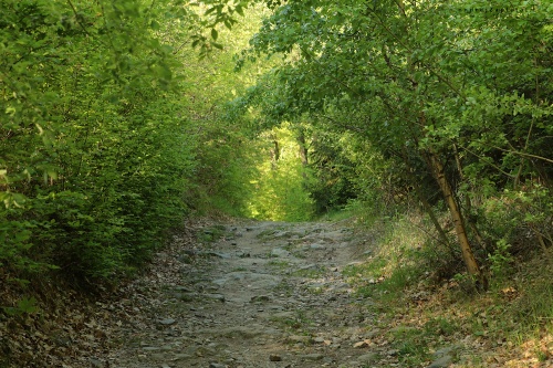 Cesta jarním lesem photography