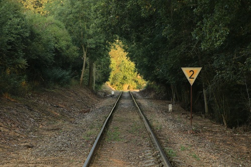 Through a Forest photography