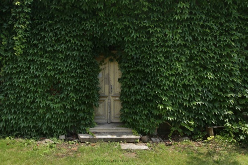 Door in Leaves photography