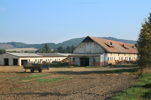 Waiting for Cattle photography