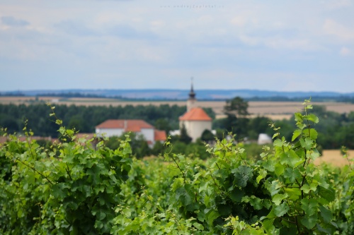 Church behind a Wineyard photography