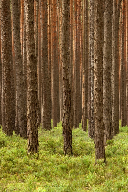 Pines from Blueberries photography