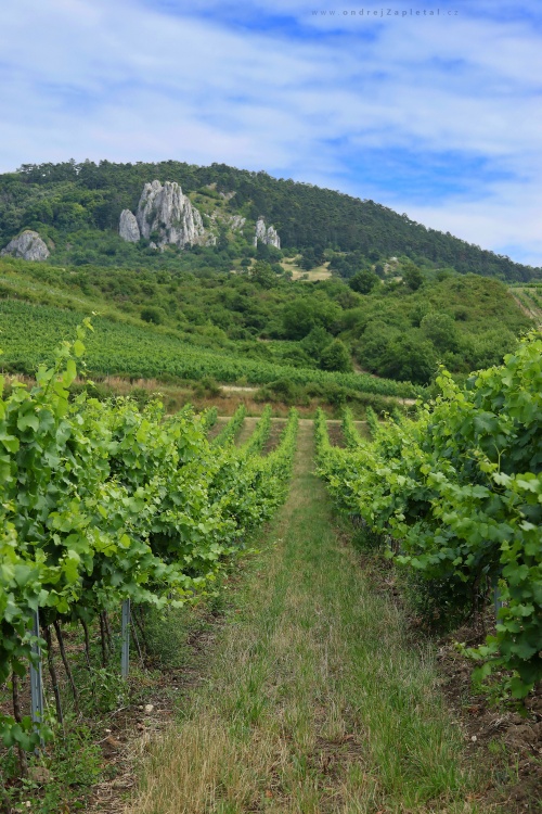 Vineyard under a Hill photography