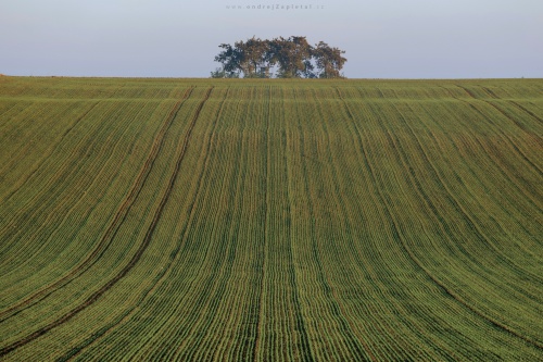 Field of Lines photography
