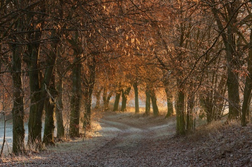 Under the Ginger Trees photography