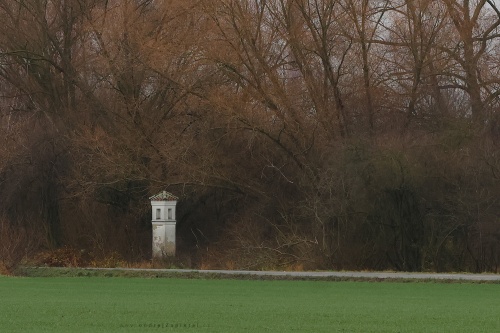 Under Trees without Leaves photography