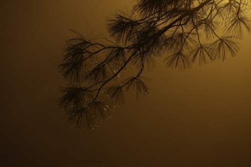 Pine Needles photography